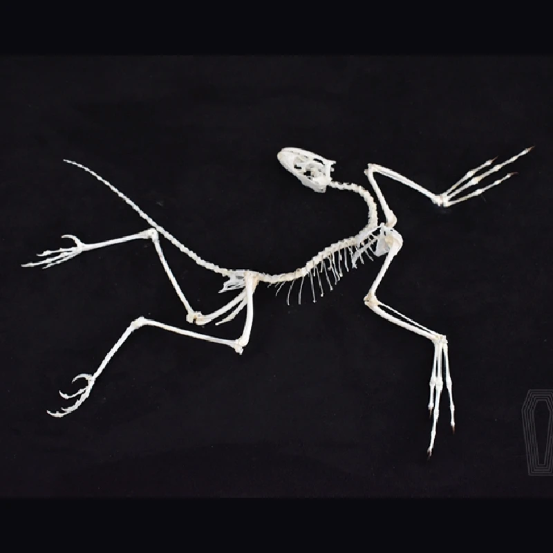 2120 Archeopteryx Fossil Art D – Fossil Replica Display recenzja i cena