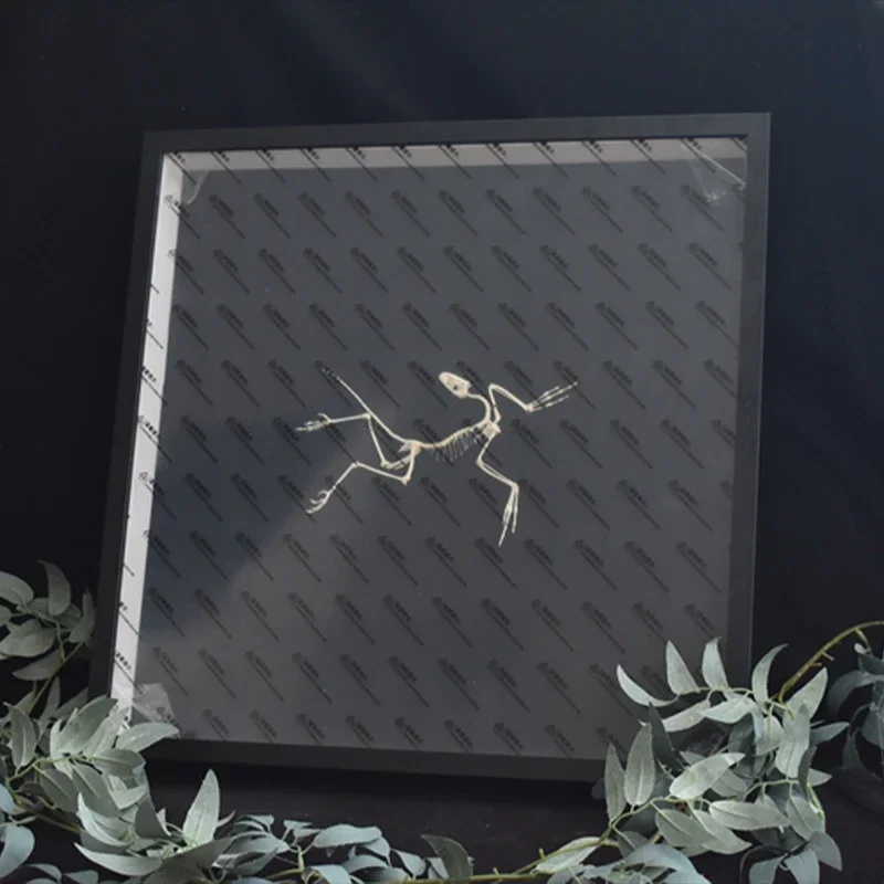2120 Archeopteryx Fossil Art D – Fossil Replica Display recenzja i cena